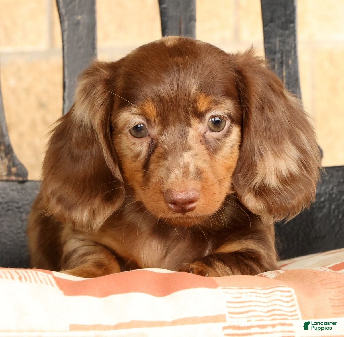 Miniature Dachshund dogs for sale: Bella - Ad 8