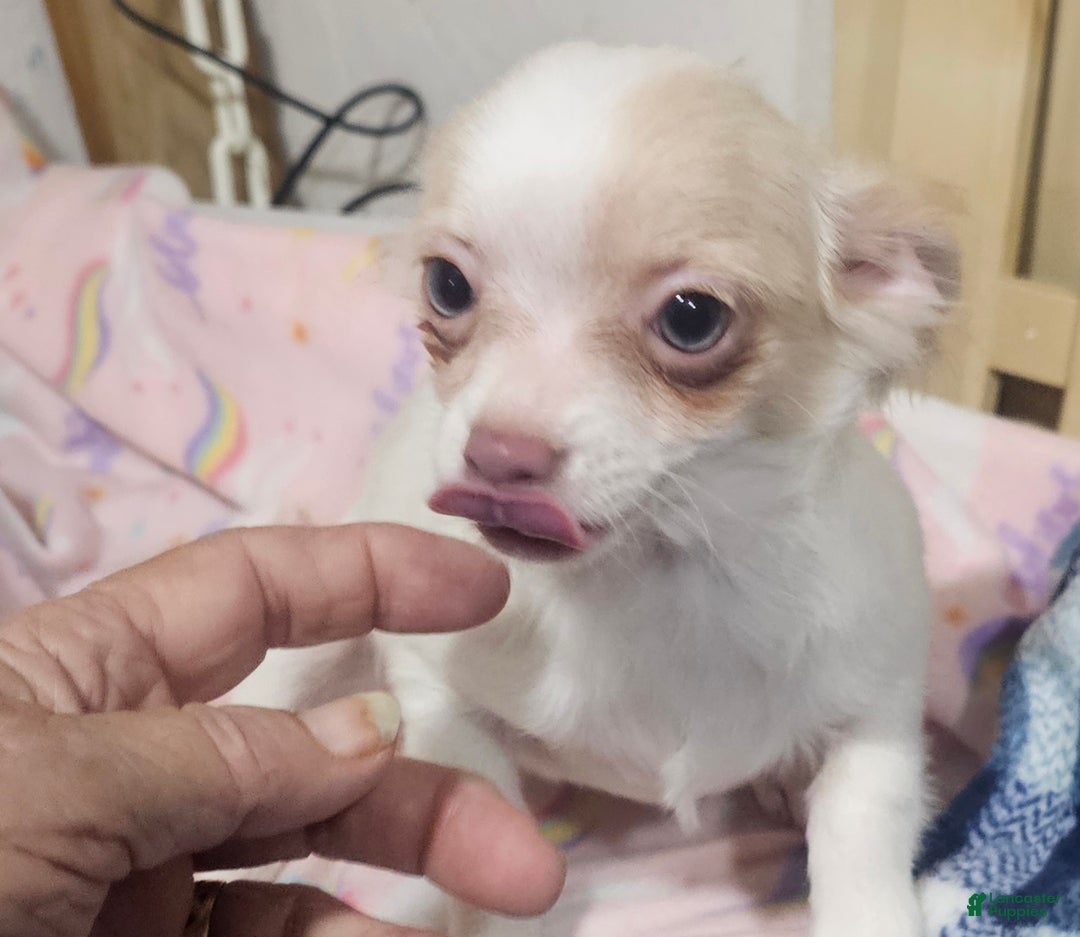 Chihuahua dogs for sale: Prissy - Ad 10