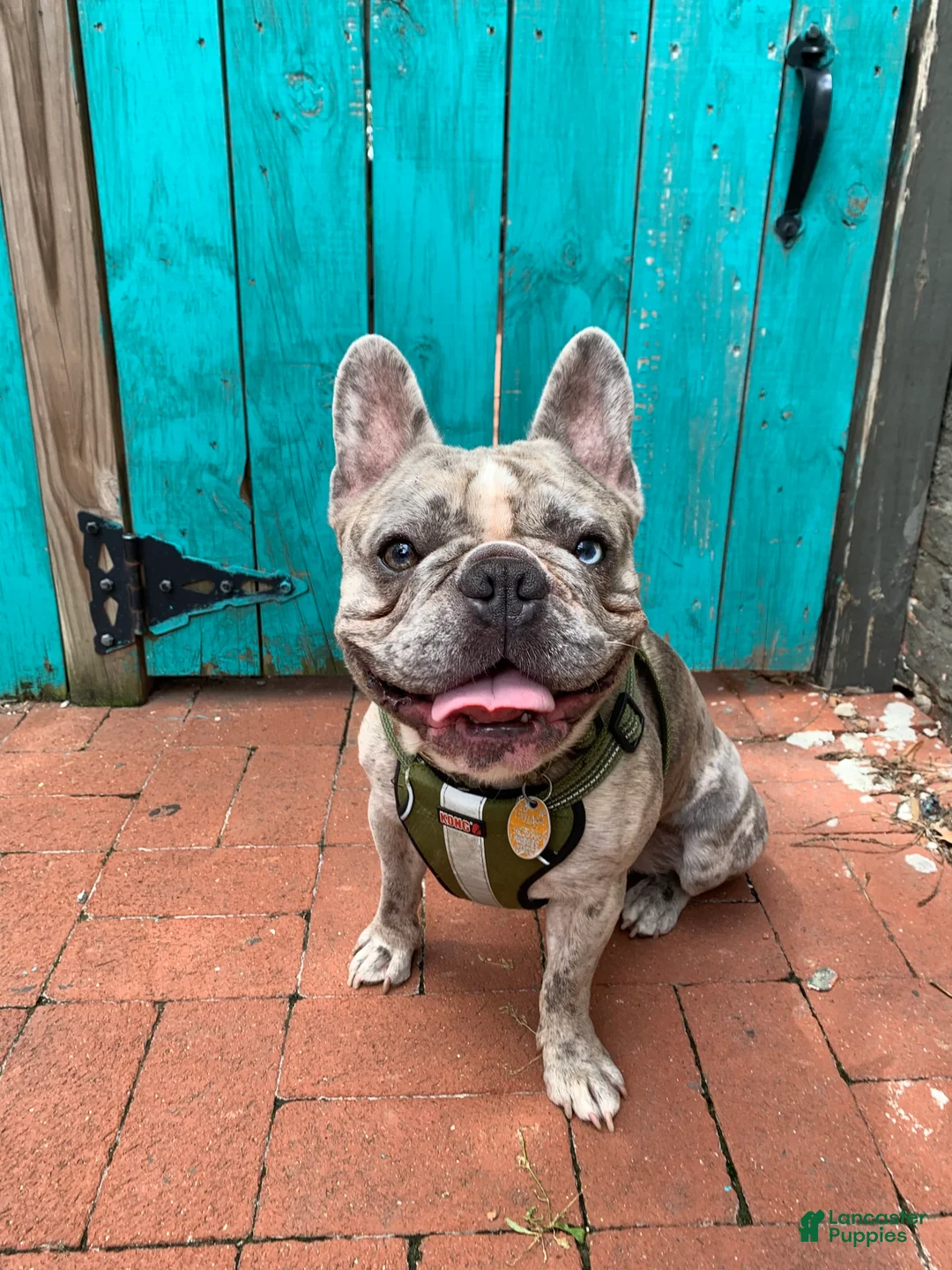 Gallery Image {{count}}