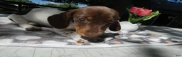 Miniature Dachshund dogs for sale: Miniature Dachshund 1 Poco - Ad 5