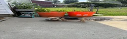 Dorkie dogs for sale: Dorkie 2 - Ad 3