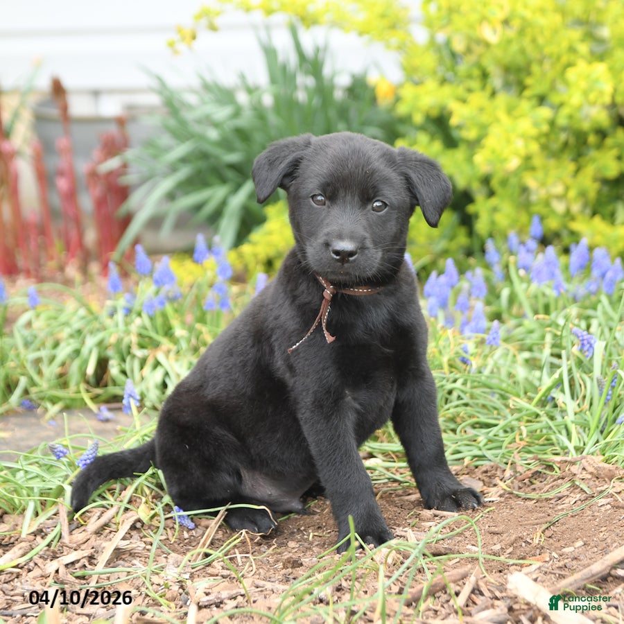 Mixed Breed dogs Cooper - Ad 1