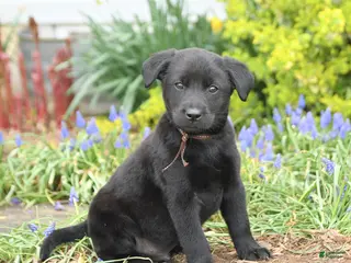 Mixed Breed dogs for sale: Cooper - Ad 4