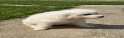 Great Pyrenees dogs for sale: Mrs Pink - Ad 3