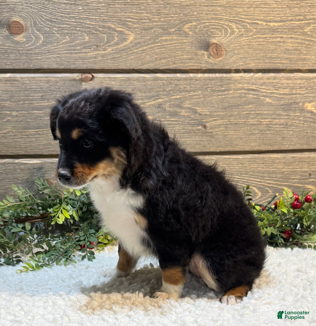 Australian Shepherd dogs for sale: Skye  - Ad 3