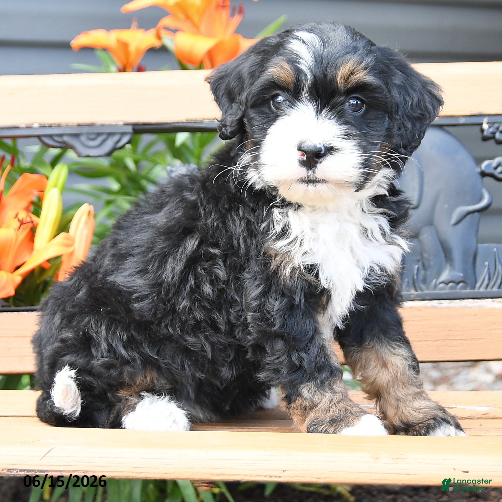 Bernedoodle dogs Mandy - Ad 2