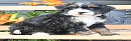 Bernedoodle dogs for sale: Mandy - Ad 2