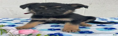 Penny