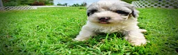 Havapoo dogs for sale: Sugar - Ad 10