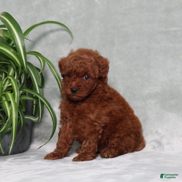 Miniature Poodle dogs Zander - Ad 2