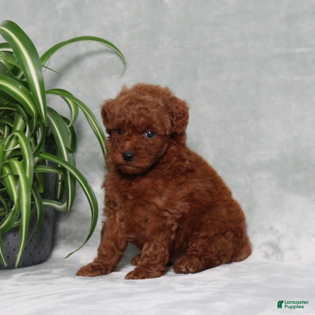 Miniature Poodle dogs for sale: Zander - Ad 2