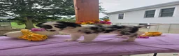 Australian Shepherd dogs for sale: Molly - Ad 7