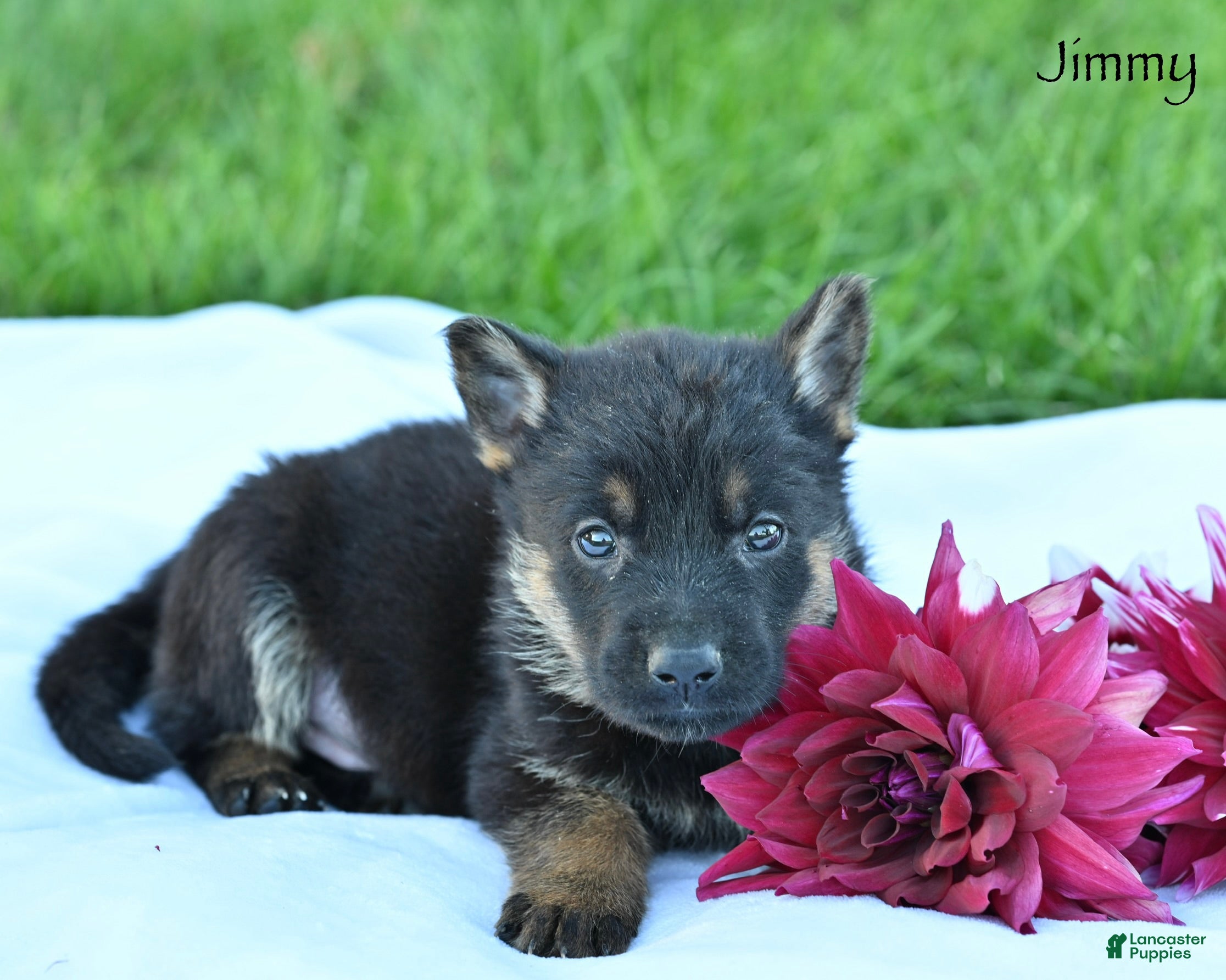 German Shepherd dogs Jimmy - Ad 2