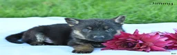 German Shepherd dogs for sale: Jimmy - Ad 2