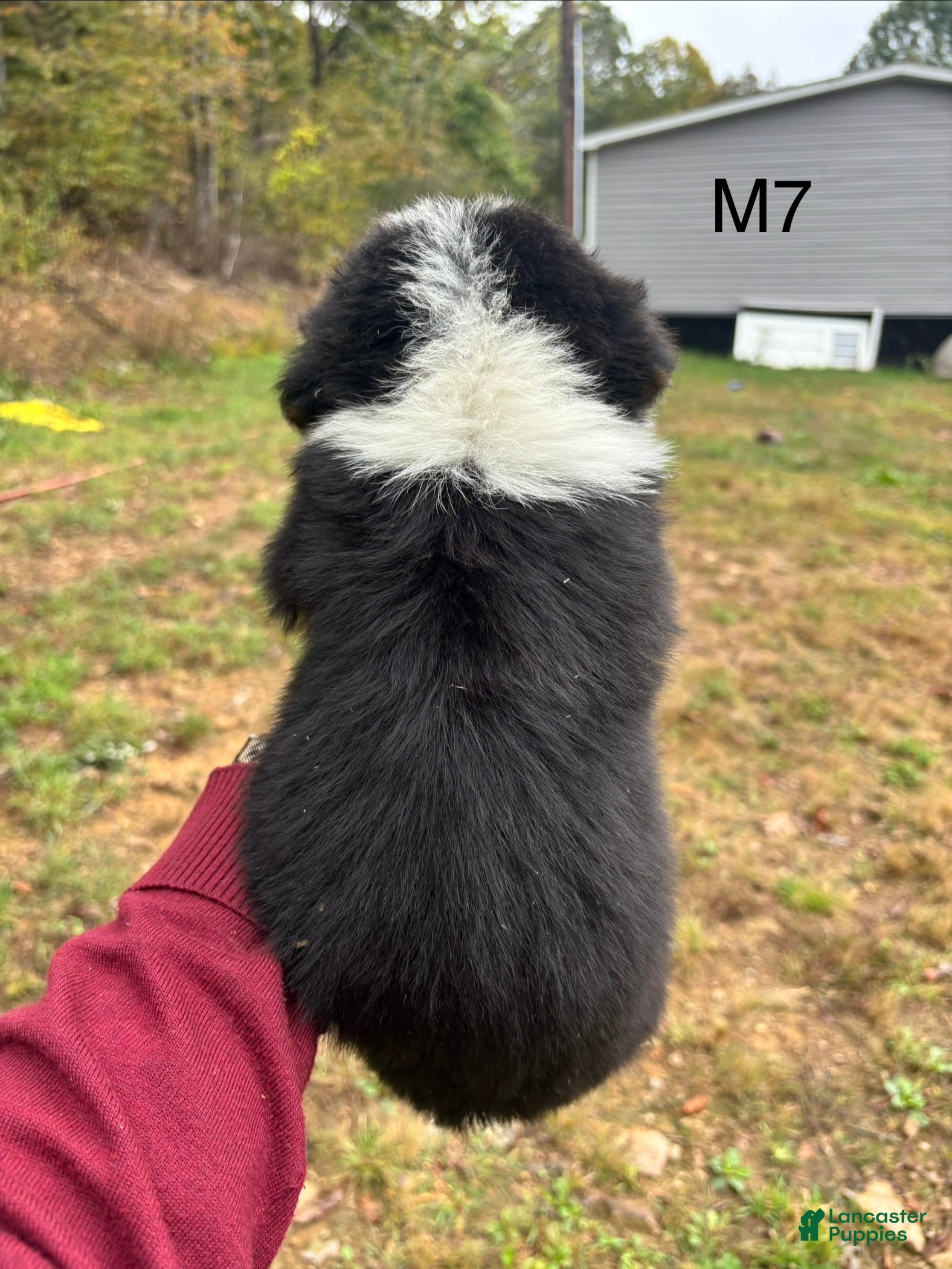 Mixed Breed dogs Mixed Breed 7 - Ad 2