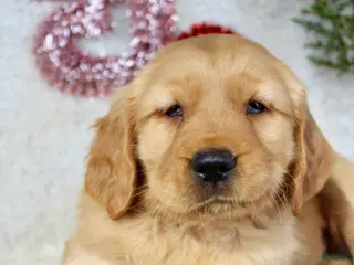 Golden Retriever dogs for sale: Murphy - Ad 2