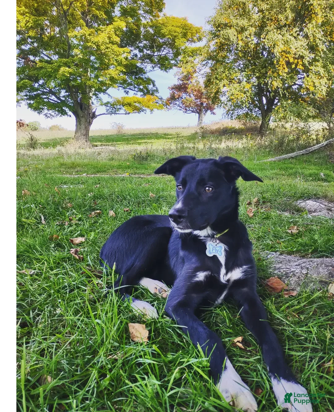 Border Collie dogs for sale: Border Collie Puppy 2 - Ad 2