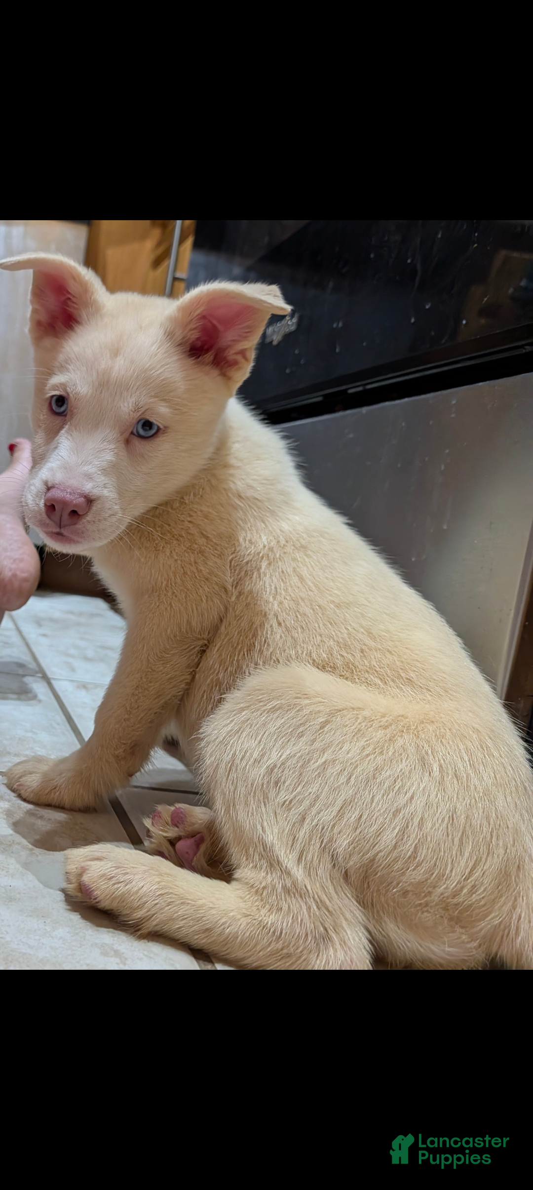 Pitsky dogs Tina - Ad 2