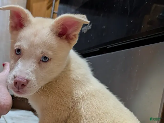 Pitsky dogs Tina - Ad 2