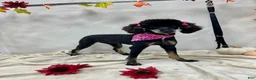Miniature Poodle dogs for sale: Sprout - Ad 3