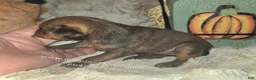 Miniature Pinscher dogs for sale: Gus - Ad 4