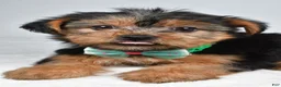 Yorkshire Terrier dogs for sale: Dolly - Ad 5