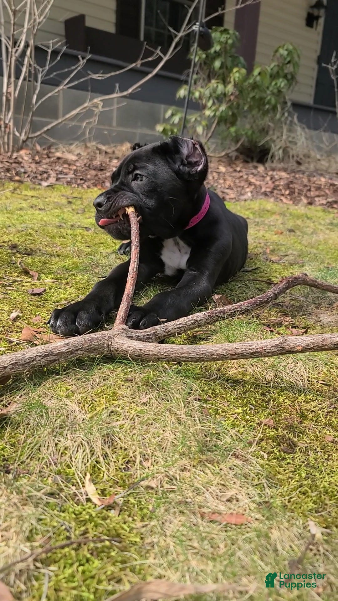 Cane Corso dogs Cane Corso Puppy 6 - Ad 14