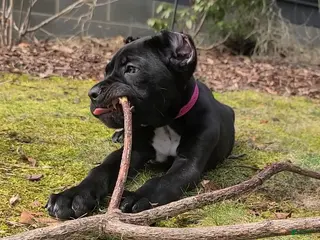 Cane Corso dogs Cane Corso Puppy 6 - Ad 28