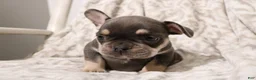 French Bulldog dogs for sale: Lucky - Ad 5