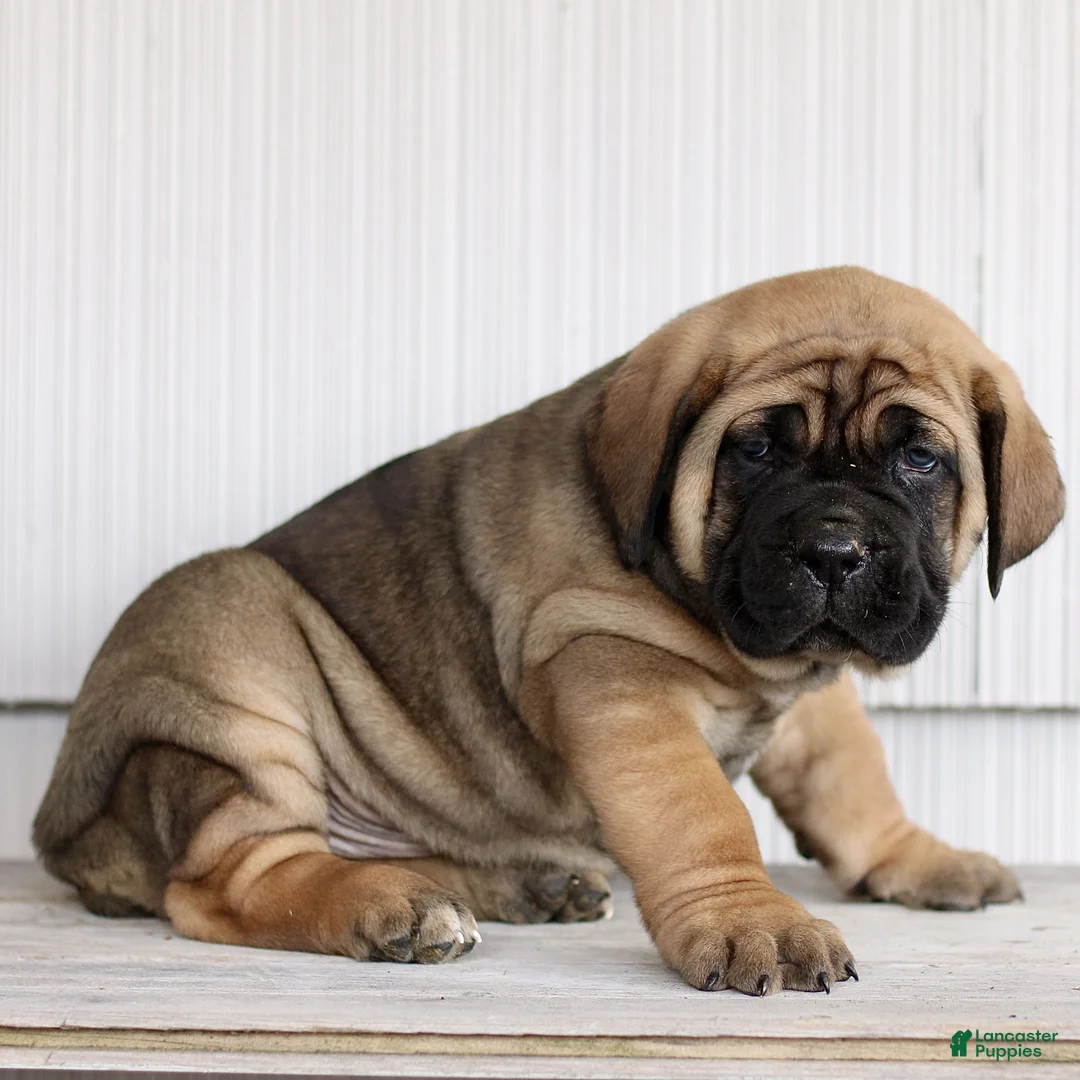 Cane Corso dogs for sale: Nico  - Ad 2