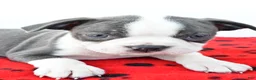 Boston Terrier dogs for sale: Remington  - Ad 2