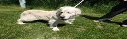 Golden Retriever dogs for sale: Golden Retriever Puppy1 Jack - Ad 1