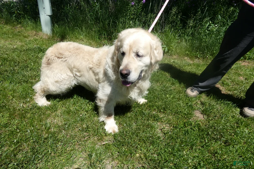 Golden Retriever dogs for sale: Golden Retriever Puppy1 Jack - Ad 1
