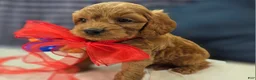 Cavapoo dogs for sale: Grub - Ad 14