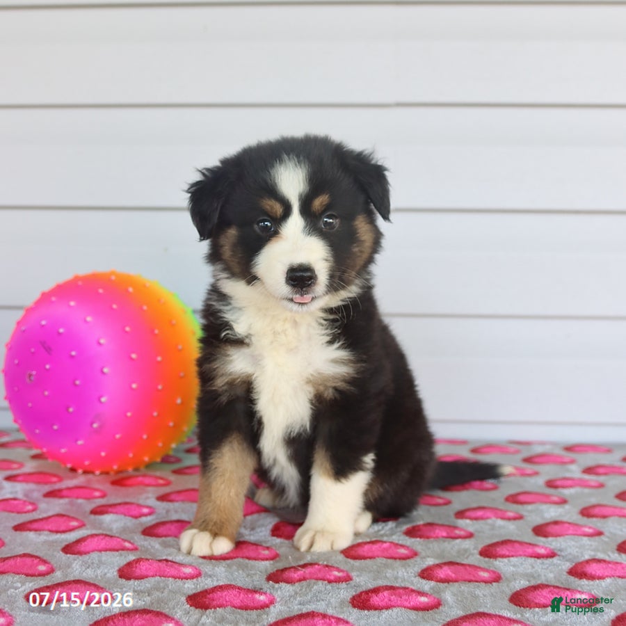 Miniature Australian Shepherd dogs Ava   - Ad 1