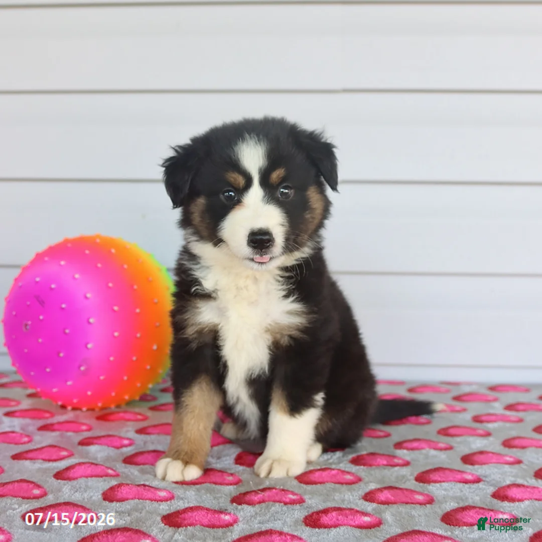 Miniature Australian Shepherd dogs for sale: Ava   - Ad 1