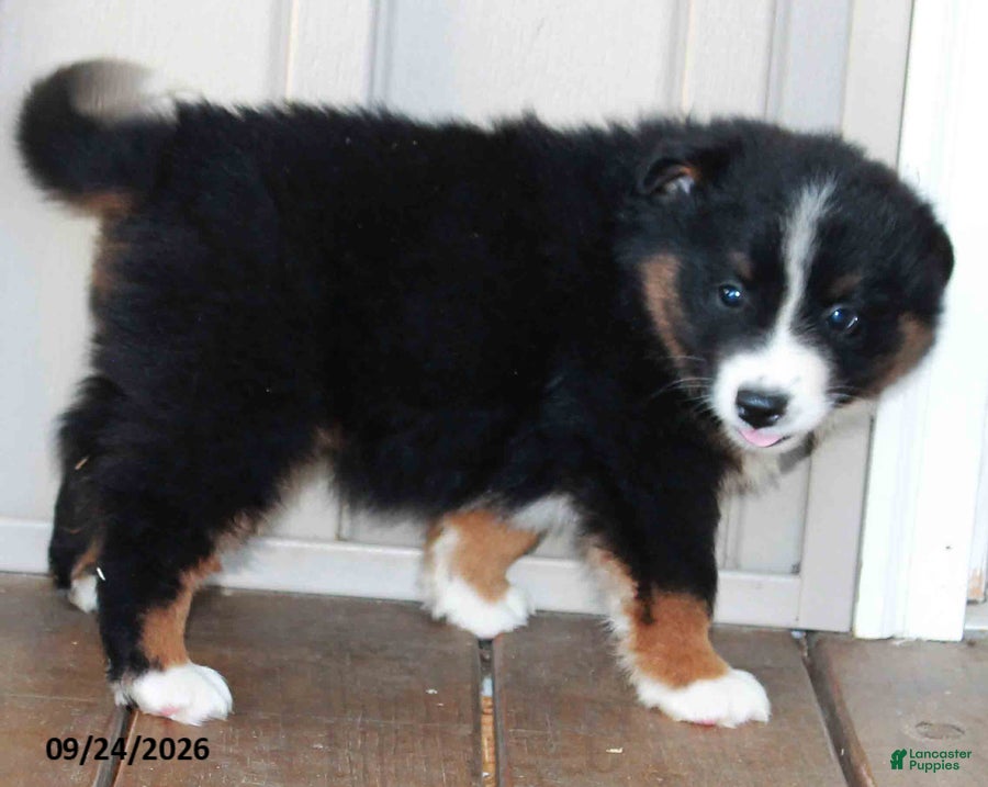 Mixed Breed dogs Clyde - Ad 2