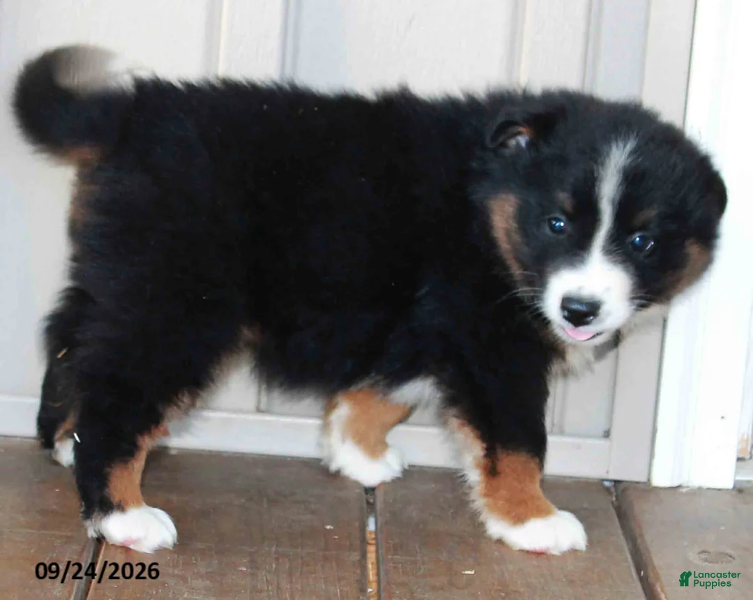 Mixed Breed dogs for sale: Clyde - Ad 2
