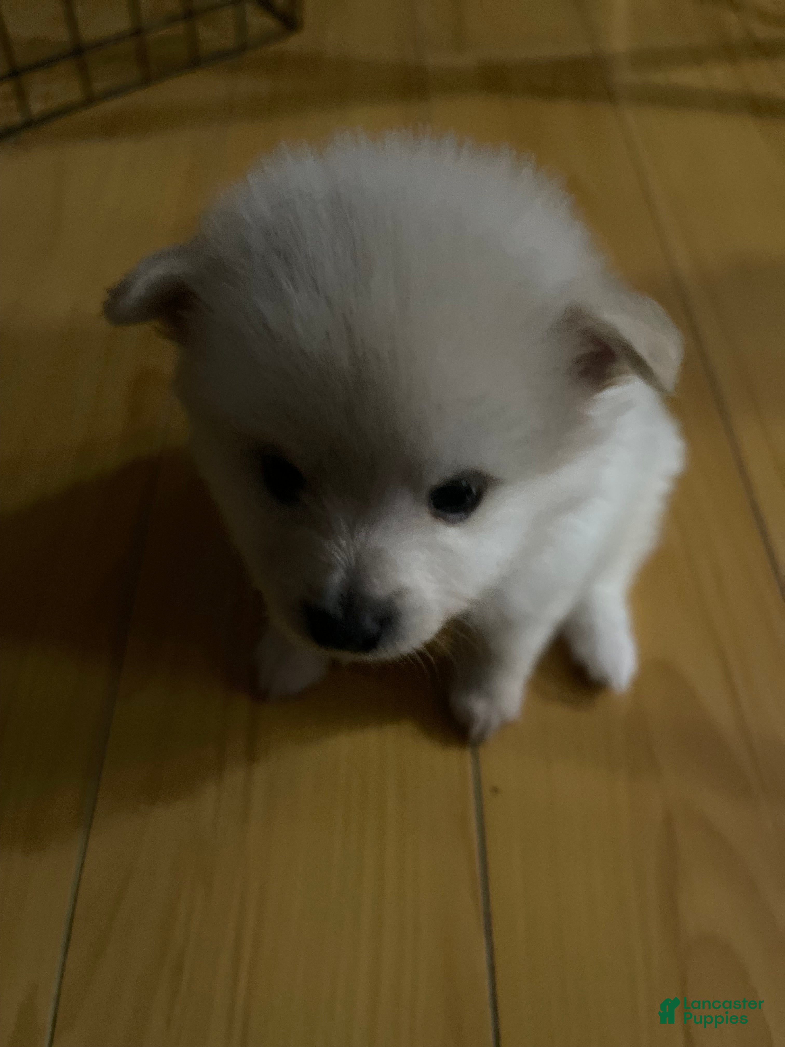 Maltipom dogs for sale: Maltipom 1 - Ad 3