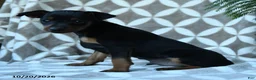 Miniature Pinscher dogs for sale: Arthur - Ad 2