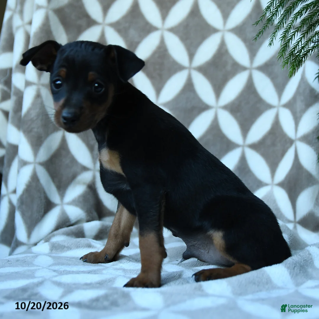 Miniature Pinscher dogs for sale: Arthur - Ad 2
