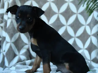 Miniature Pinscher dogs Arthur - Ad 2