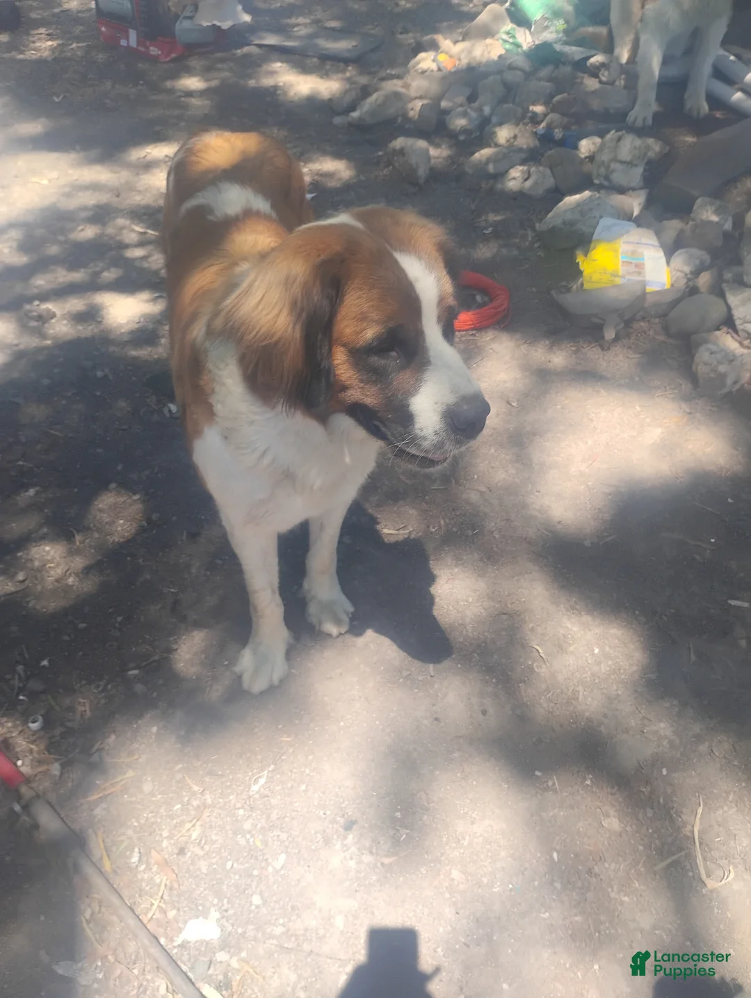 Saint Bernard dogs for sale: Saint Bernard Puppy 1 - Ad 5