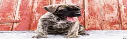 English Mastiff dogs for sale: Peggy - Ad 4