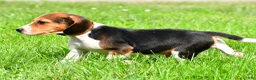 Beagle dogs for sale: Bo - Ad 6