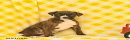 Boxer dogs for sale: Jolene  - Ad 4