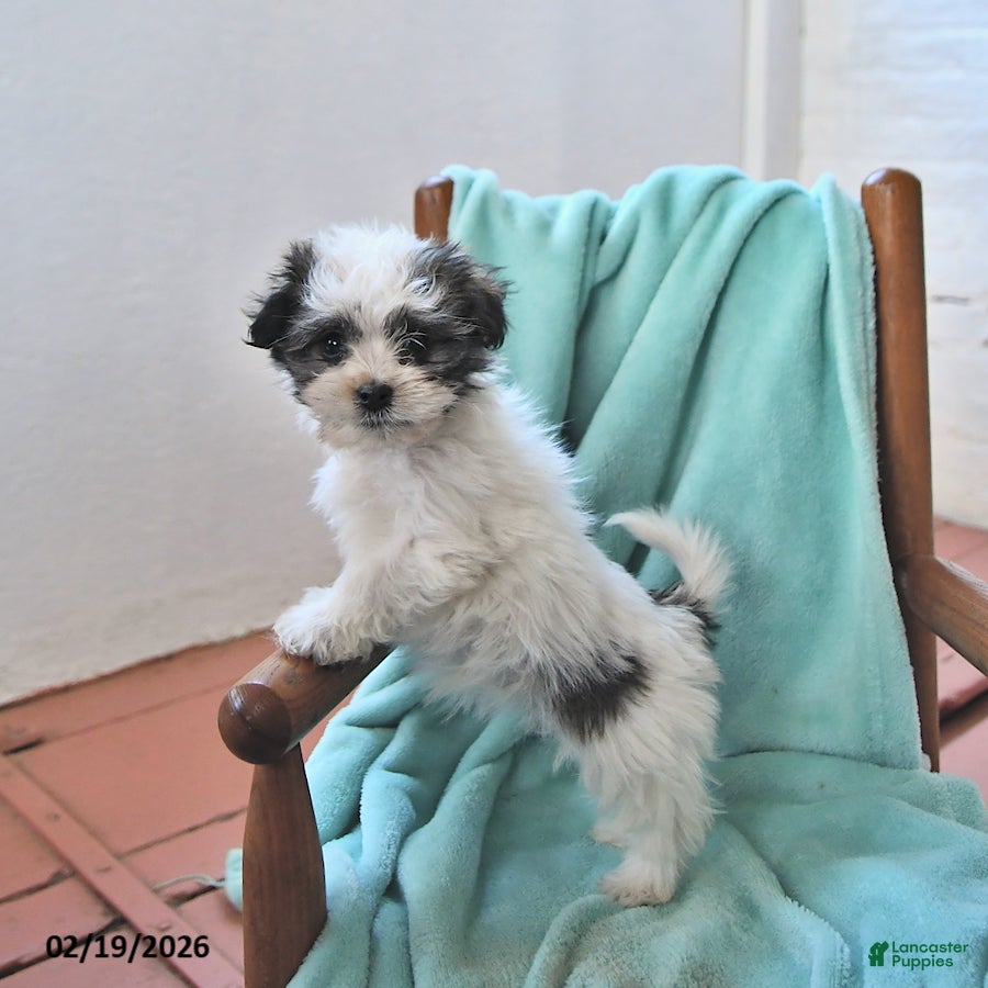 Havanese dogs Quinn - Ad 2