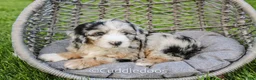 Sheepadoodle dogs for sale: Marigold - Ad 1