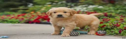Golden Retriever dogs for sale: Banjo - Ad 10