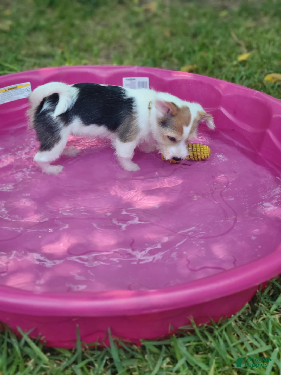 Mixed Breed dogs for sale: Lilly - Female - Whie/Black/Brown - Ad 2